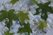 maple leaf glass marble background