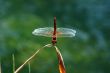 Red dragonfly on a stem