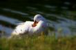 The sweetest duck in the world
