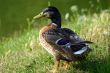 Colorful mallard on the grass