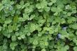 green clovers