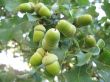 green acorns of a young oak
