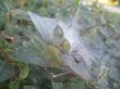 foliage in the intricate pattern of spider web