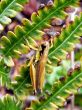 Grasshopper