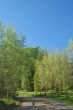 spring countryside
