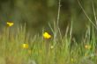 springtime meadow