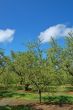 orchard in springtime