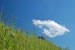 springtime meadow