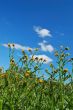 springtime meadow