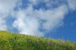 springtime meadow