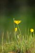 springtime meadow