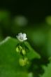 springtime flora
