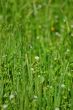 springtime meadow
