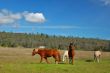 horses in a field