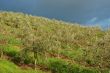 Vineyard Landscape