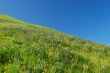 springtime meadow