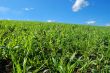 springtime field