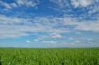 springtime field