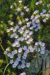 mountain wildflowers