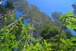 Mountain forest in spring