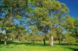 verdant spring landscape