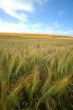 agricultural landscape