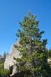 Mountain forest in spring