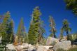 Mountain forest in spring