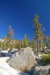 Mountain forest in spring