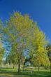verdant spring landscape