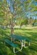 verdant spring landscape