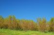 verdant spring landscape
