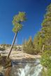 Mountain forest in spring