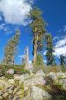 Mountain forest in spring