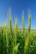 agricultural landscape