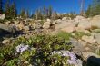 Mountain forest in spring