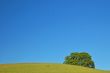 verdant spring landscape