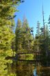 Mountain forest in spring