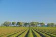 agricultural landscape