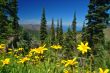 Mountain Meadow