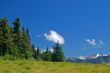 Mountain Meadow