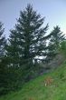 deer in the mountains