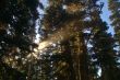 Light in the forest