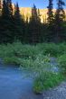 Mountain Stream