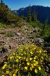 Mountain Meadow