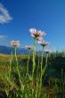 Mountain Meadow
