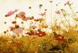 old-fashioned flower