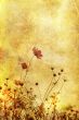 old-fashioned flower