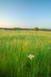 summer field