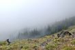 Mountain Meadow